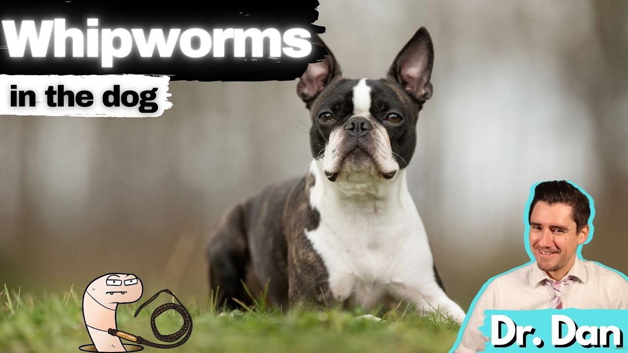 Whipworms in the Dog.  Dr. Dan explains everything.