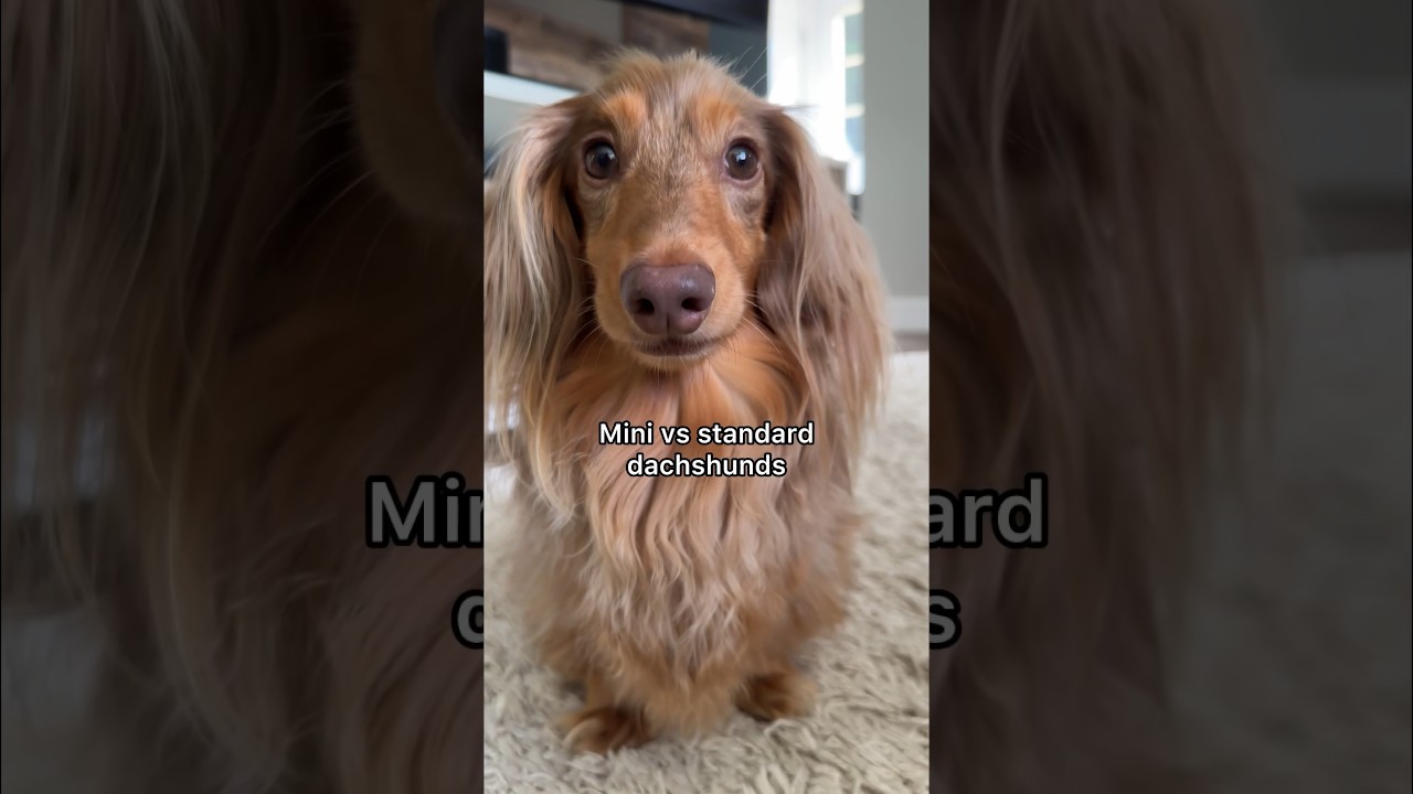 What’s the difference between a mini & standard dachshund? #dachshund #minidachshund #dachshundpuppy