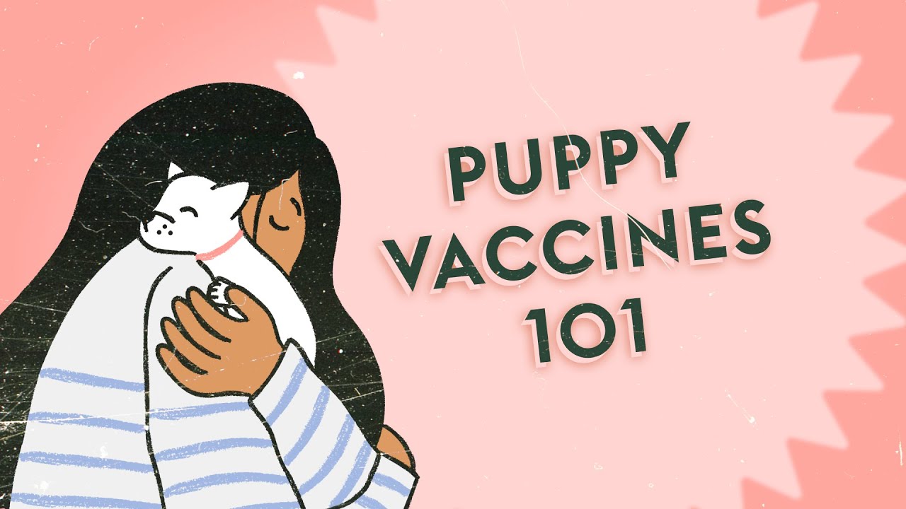What's the Deal with Puppy Vaccines? · Vet Tips