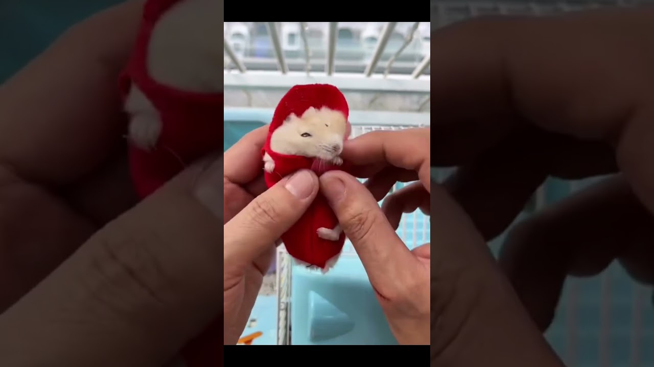 🐹 Hamster Dress Up