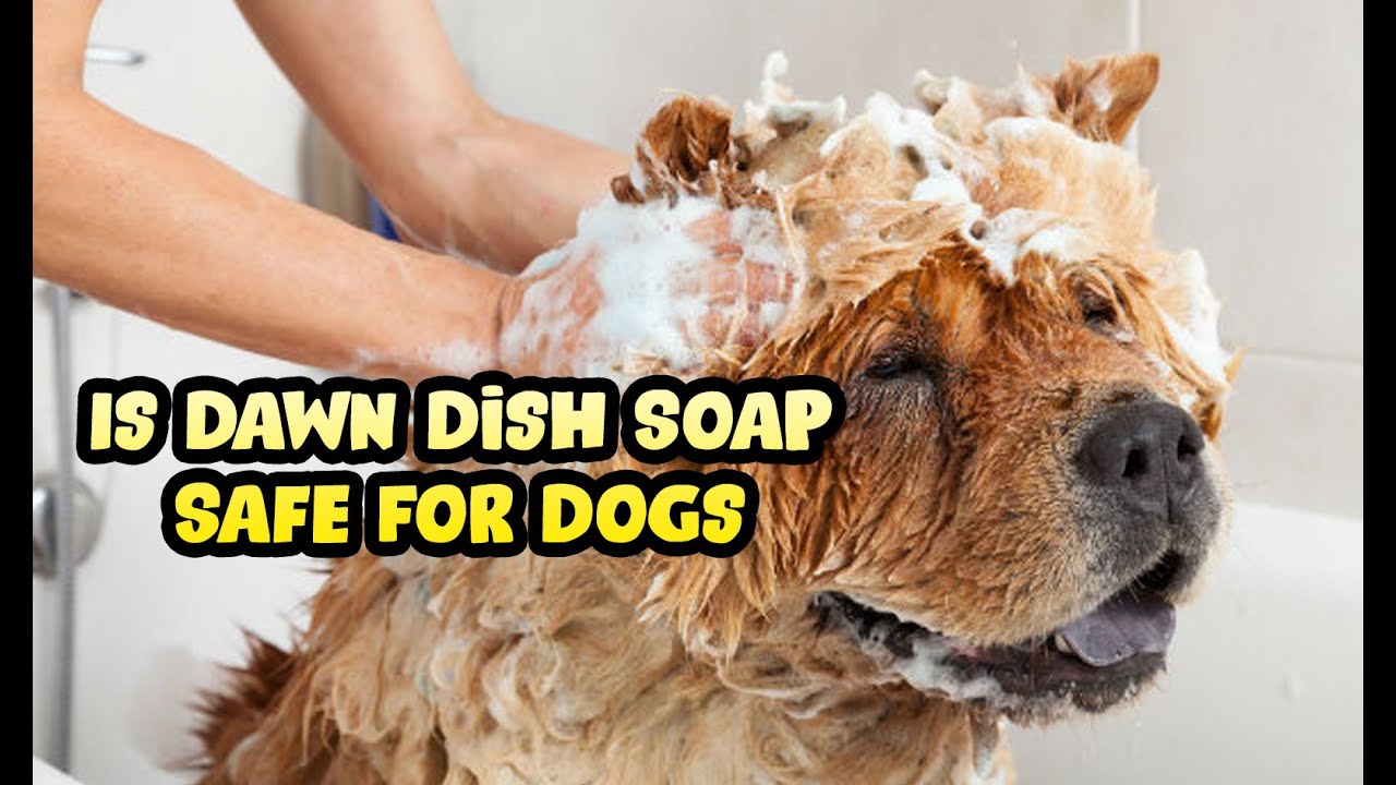 Can I Use Dawn Dish Soap to Shampoo My Dog or Puppy?