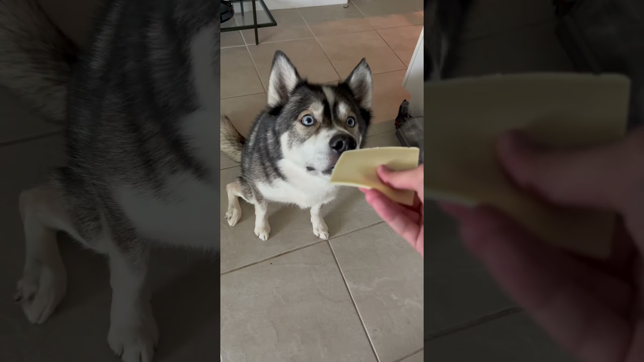 I knew the Golden’s would lose this challenges… #dogsofyoutube #dog #dogd #goldenretreiver #husky