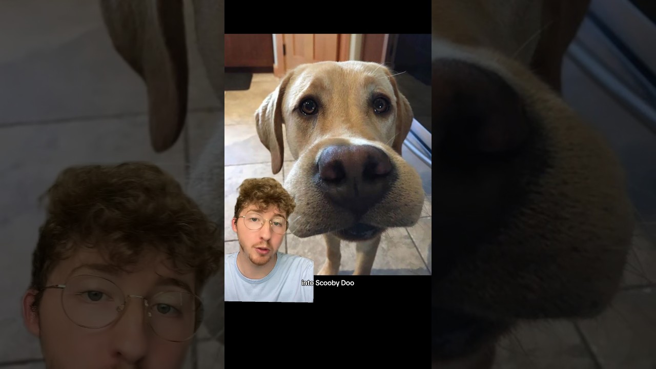 These Dogs Ate Bees