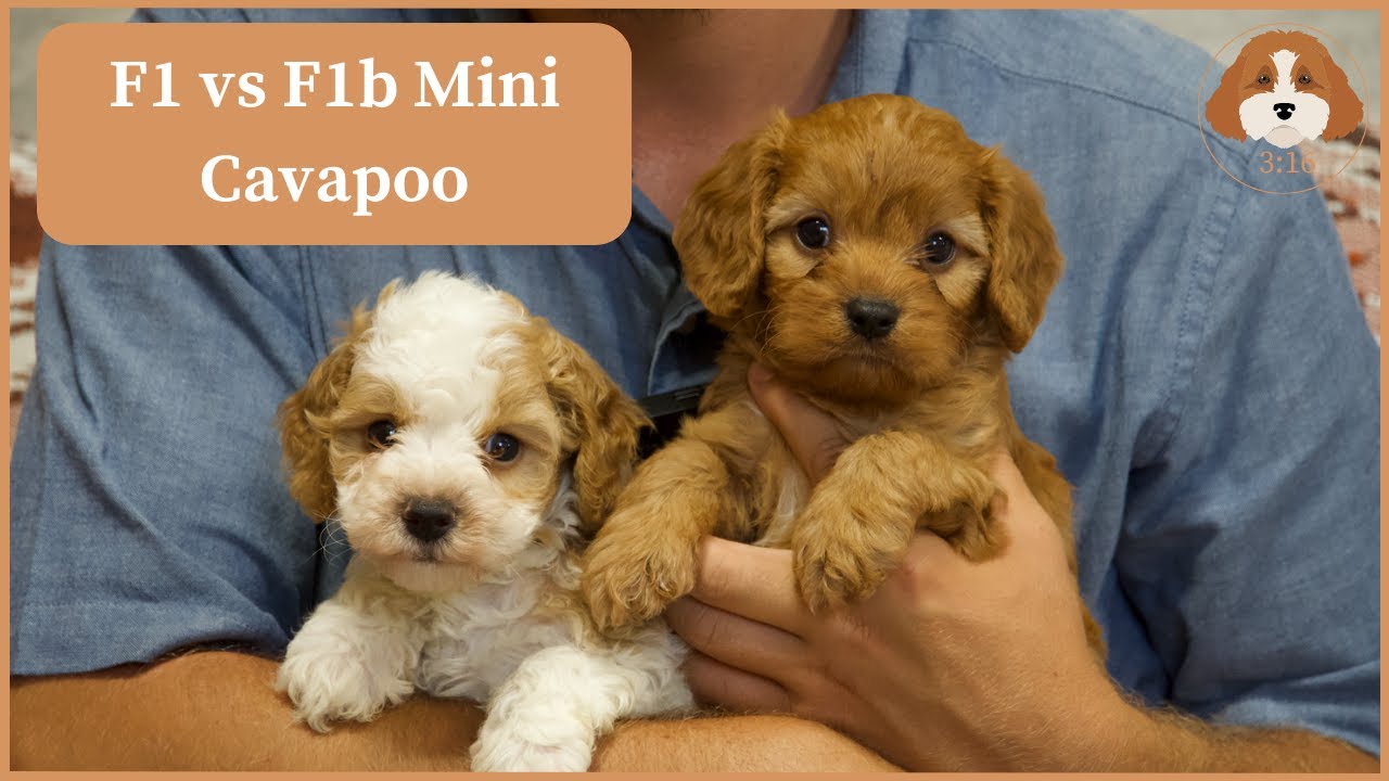 F1 vs F1b Mini Cavapoo