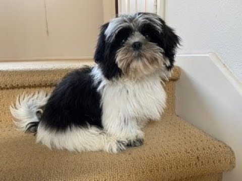 Our Wonderful Black & White color Shih Tzu Puppy