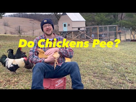 Do Chickens Pee?