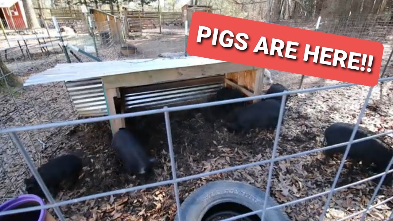 First experience raising meat pigs - American Guinea Hogs