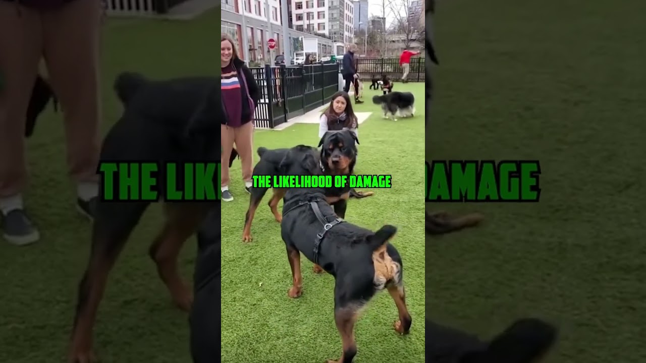 Why Rottweiler’s tail is cut