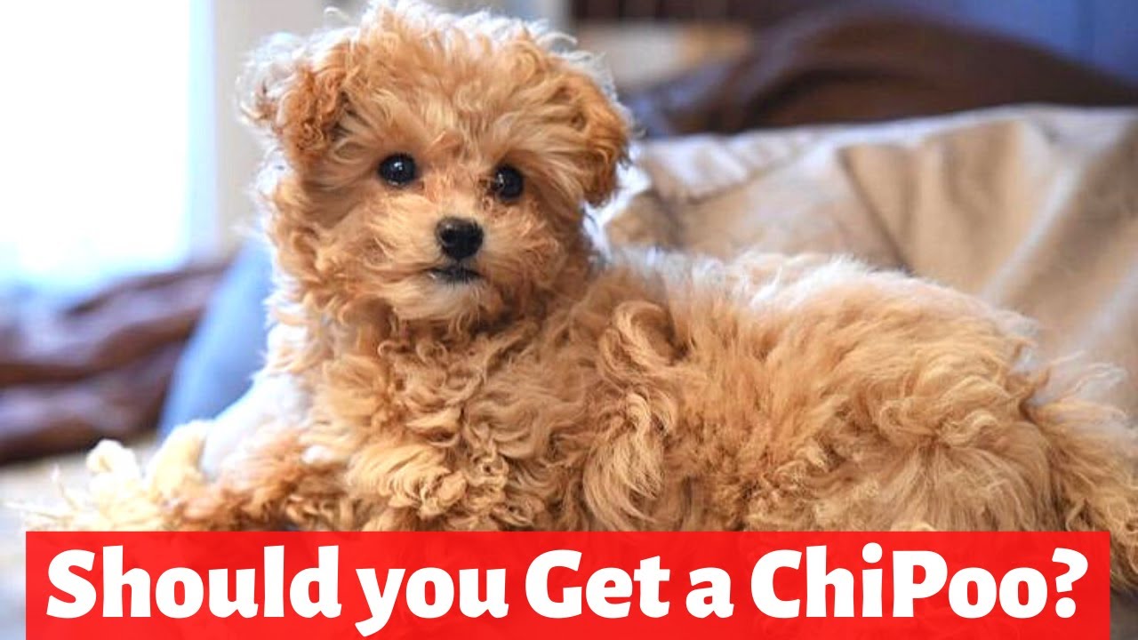 Chipoo: Chihuahua Poodle Mix | Temperament and Personality |
