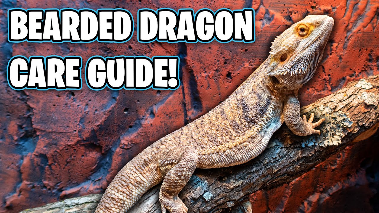 Bearded Dragon Care Guide - Beginners Guide