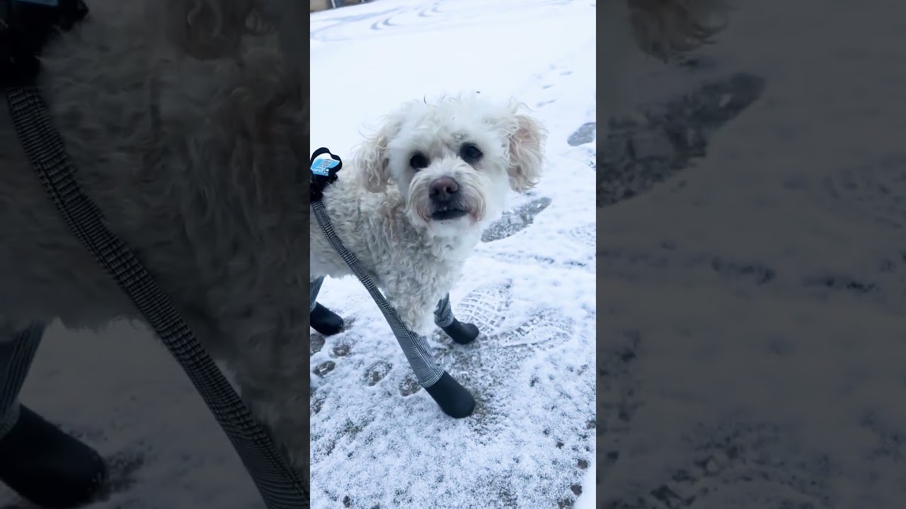 Are you sickup Losing Dog Boot in the snow! Try Walkee Paws Dog Boots #dog #doglover #shorts #doge