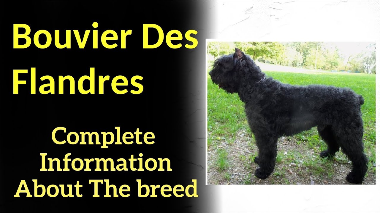 Bouvier Des Flandres. Pros and Cons, Price, How to choose, Facts, Care, History