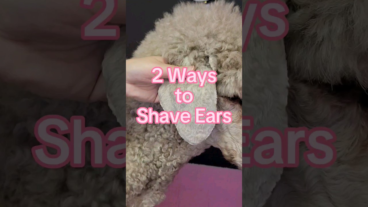 2 Ways to Shave Ears 🐩 #shavedears #shortears  #petgrooming #dog #pets #poodles #groomingtutorial