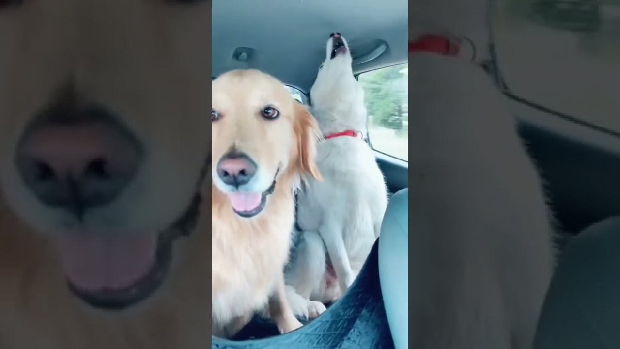 CRAZY HUSKIES ENTERTAINING GOLDEN RETRIEVER