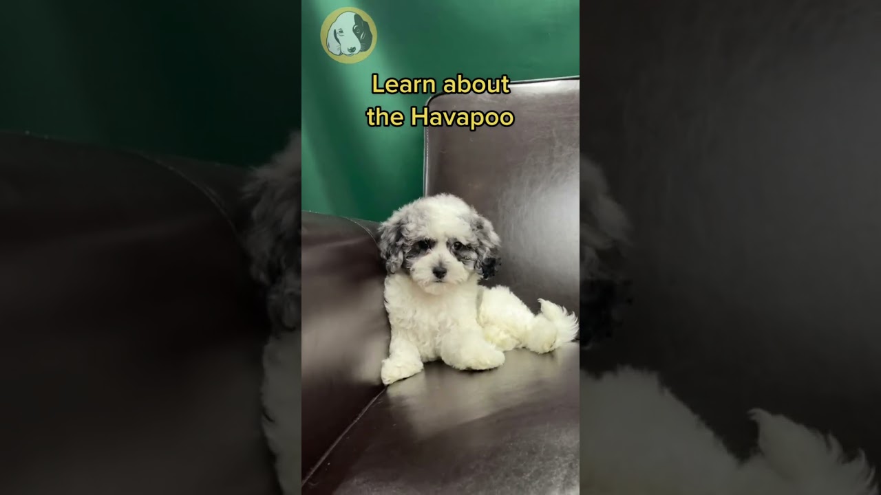 The Lovely Havapoo Puppy