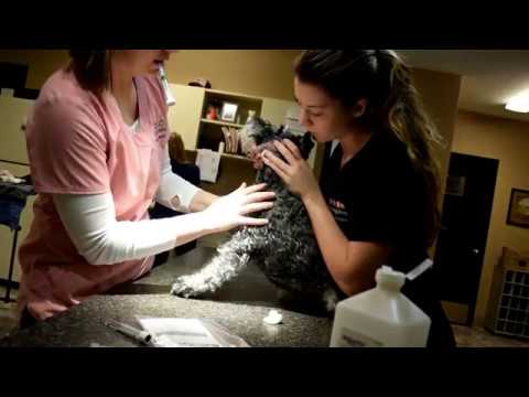 ACTH Stim & Cushing's Disease