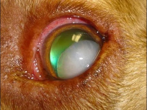 Common Conditions in Veterinary Ophthalmology