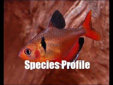 Red Minor Long Fin Serpae Tetra “Hyphessobrycon Callistus” Species Profile