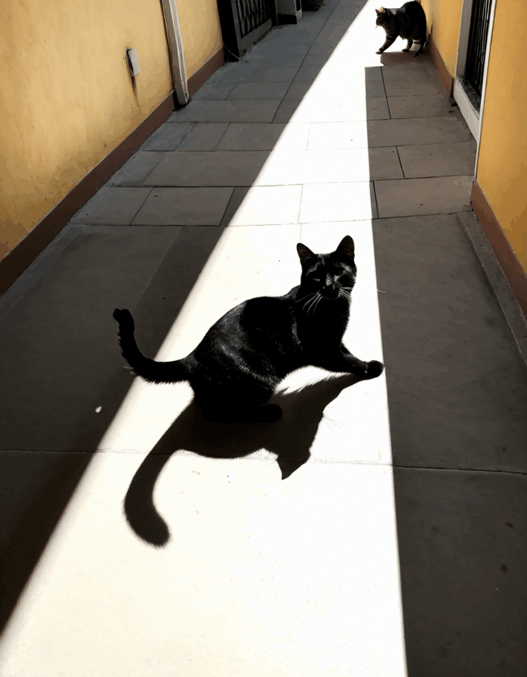 do not take this cat home