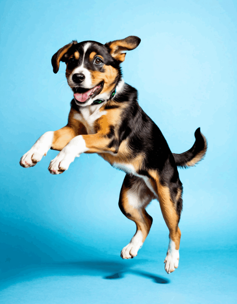 dog muscle spasms
