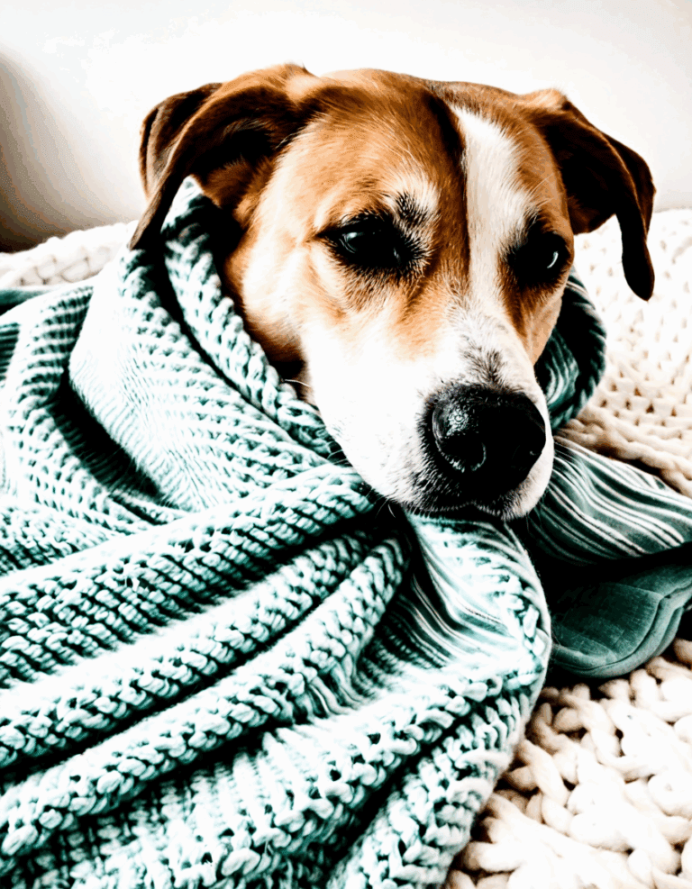 open wound on dog