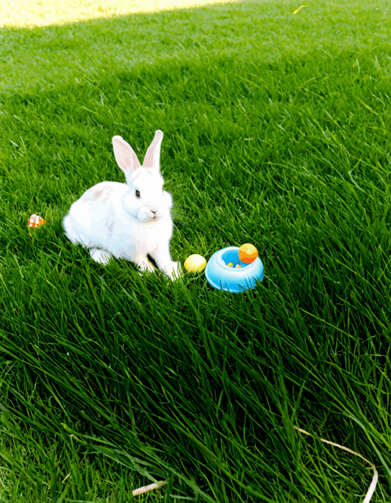 toys for rabbits