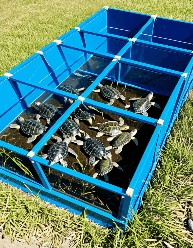 turtle enclosures