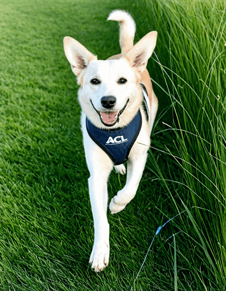 acl dog