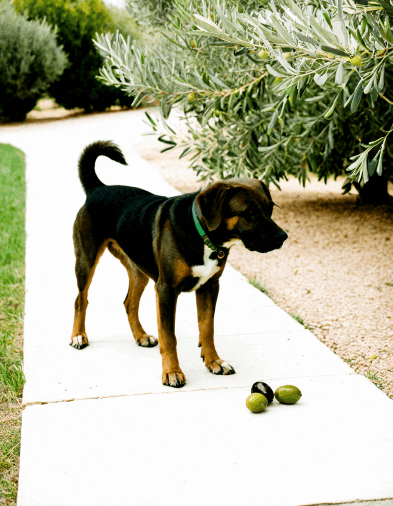 Are Olives Bad For Dogs And What You Should Know
