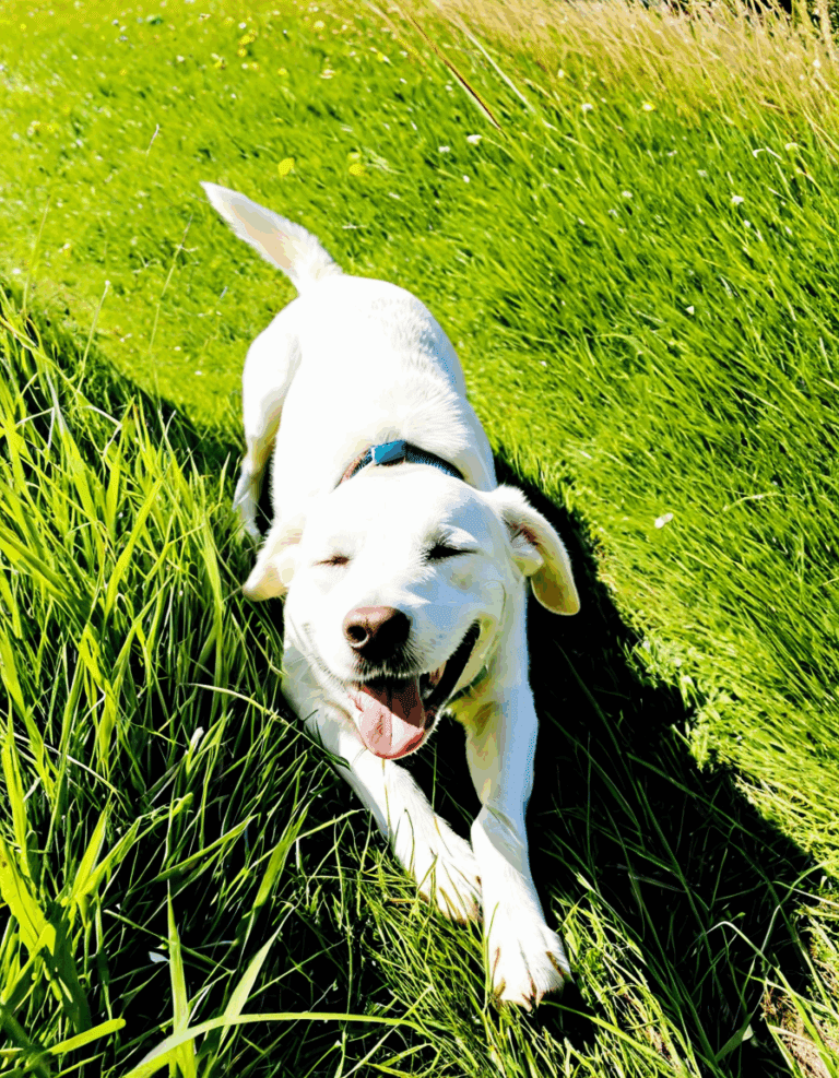 dog snorting