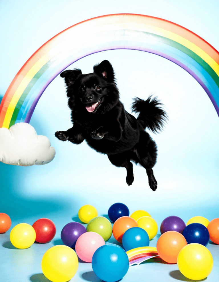 black pom dog