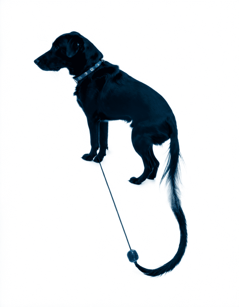 giardia in dogs to humans